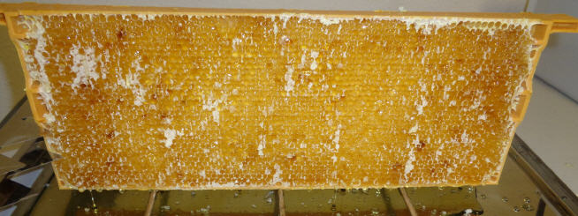 Honigwabe mit ca. 2 Kg. Honig - und weißer Deckelwachs